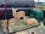 Stumberg Lambs 2.1